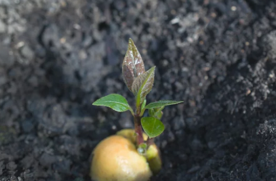Germinating Avocado Seeds