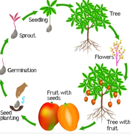 How long does it take to grow mango from seed to fruit