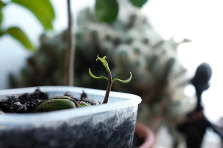 Sprouting Mango Seeds