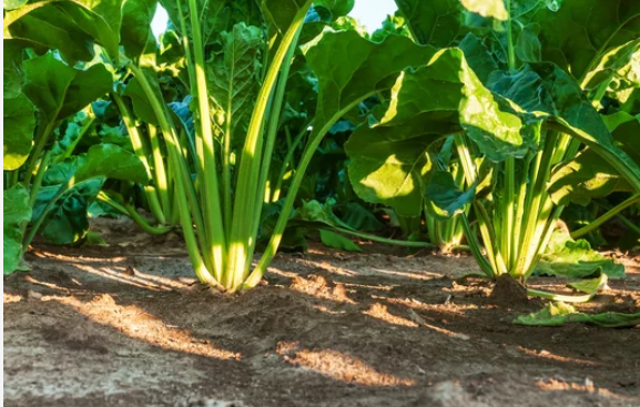 Fast Growing Vegetables