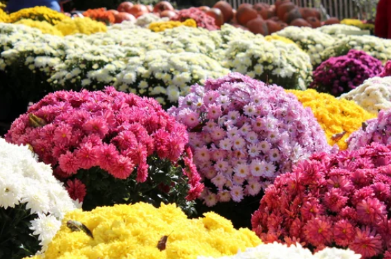 Garden Mums and Hardy Mums
