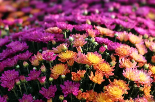 Garden Mums and Hardy Mums