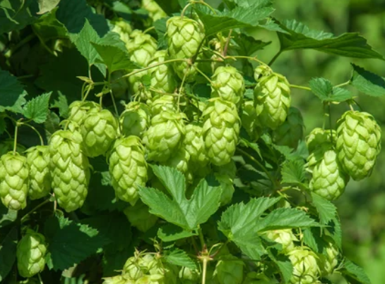 Hops