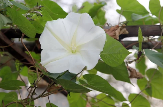 Moonflower