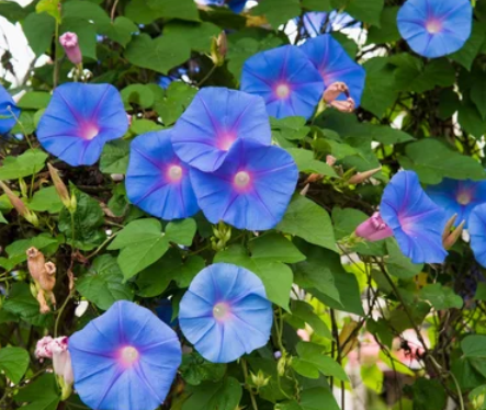 Morning glory