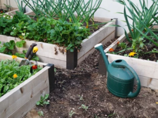 What to Plant in Your Raised Bed Garden