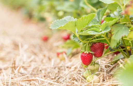 do strawberries grow on a bush