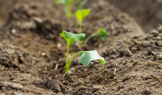 When to Plant Cauliflower Seeds