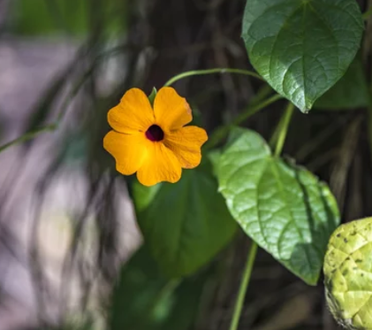 Black-eyed Susan vine