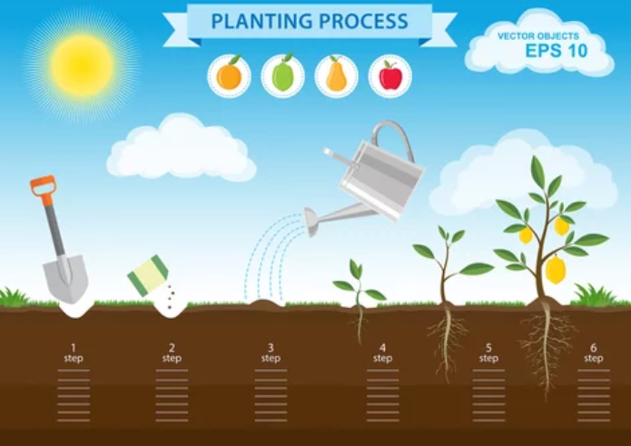 how to plant a pear tree