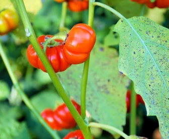 PUMPKIN TREE PLANT