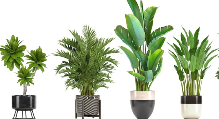 What is Ornamental Plant