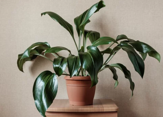 What is Ornamental Plant
