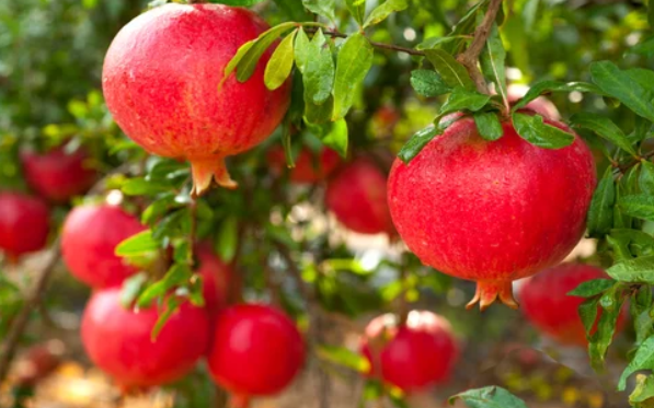 what season do pomegranates grow