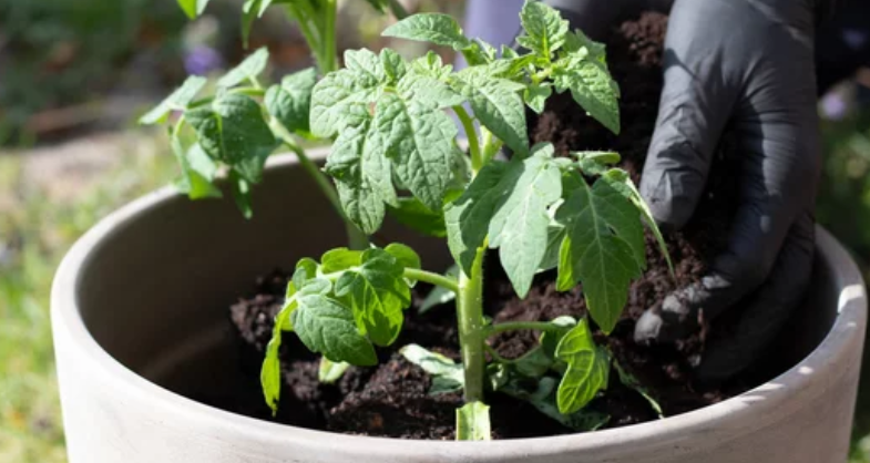 grow tomatoes in bucket