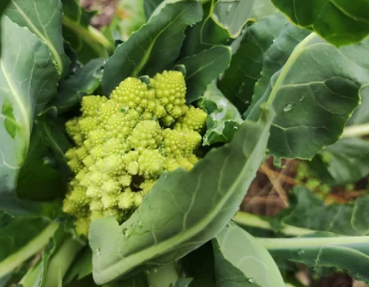 When to Plant Cauliflower Seeds