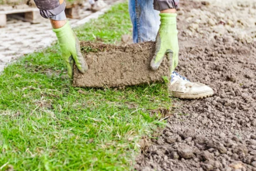 how to plant a pear tree