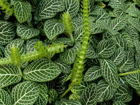 What is Ornamental Plant