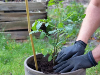 grow tomatoes in bucket