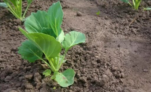 When to Plant Cauliflower Seeds