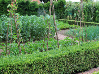 Green Bean Teepee
