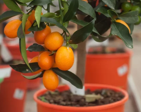 calamondin oranges