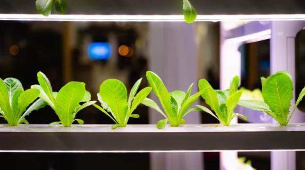 led grow light for seed starting