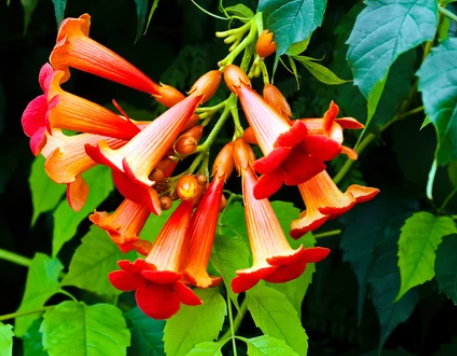 Trumpet vine