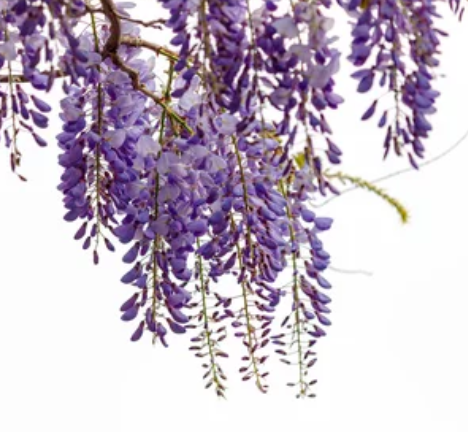 Wisteria
