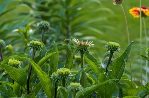 Coneflowers Growing