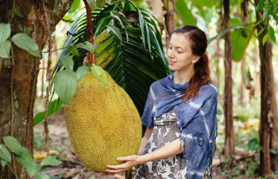 https://dirtgreen.com/jackfruit-grow-on-tree-trunks/
