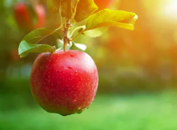 Fruit Trees That Take 2 Years to Grow