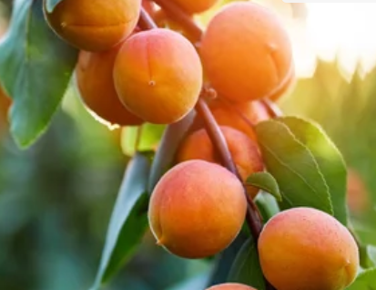 Apricot