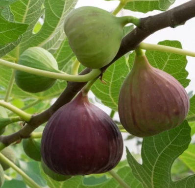 Fig