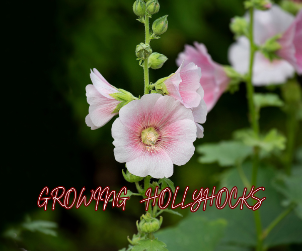GROWING HOLLYHOCKS