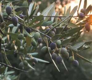 Olive