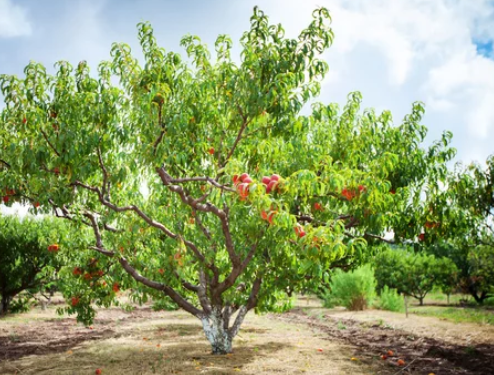 How Long Does a Peach Tree Live