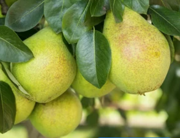 Pear