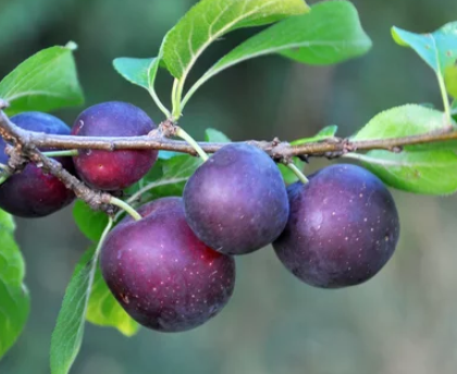 Plums