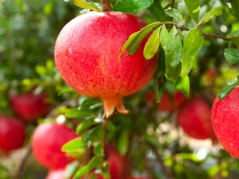 Pomegranate