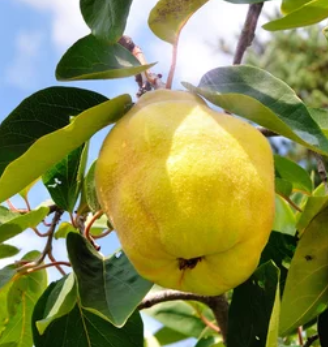 Quince