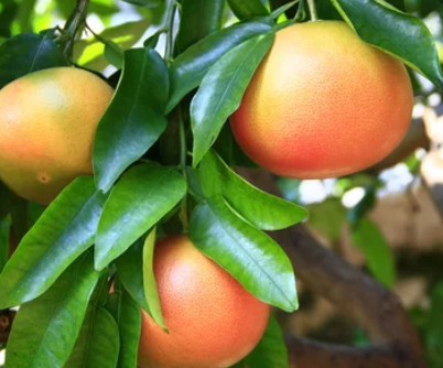 Grapefruit
