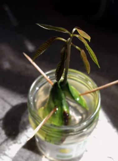 growing mango seed in water