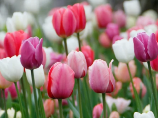 how to grow tulips in texas