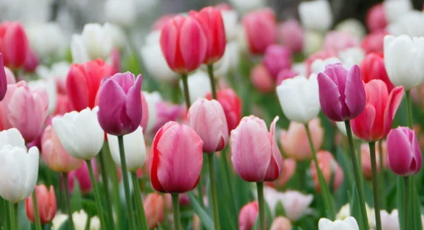 how to grow tulips in texas