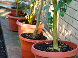 Where to buy fruit trees in Las Vegas