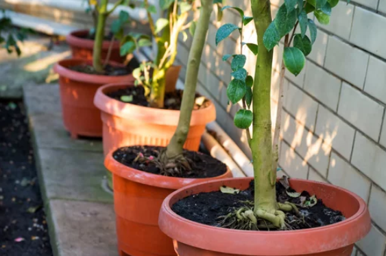 Where to buy fruit trees in Las Vegas