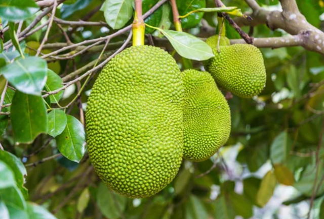https://dirtgreen.com/jackfruit-grow-on-tree-trunks/
