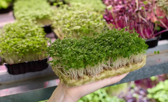 germinate basil seeds