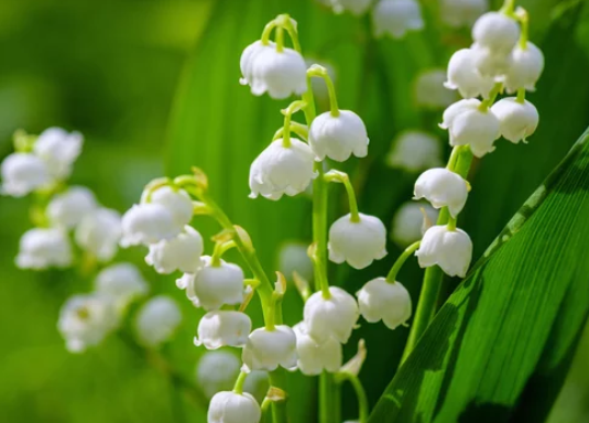 lily bells flowers